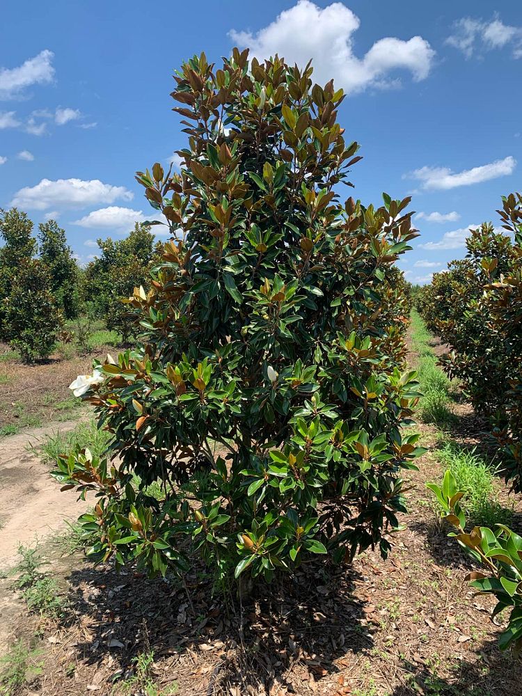 magnolia-grandiflora-little-gem-southern-magnolia
