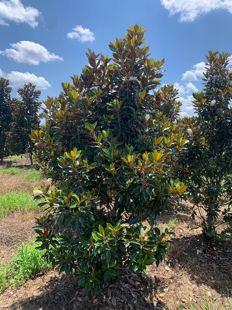 magnolia-grandiflora-little-gem-southern-magnolia