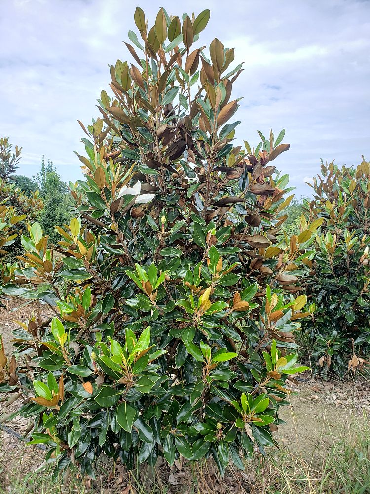 magnolia-grandiflora-little-gem-southern-magnolia