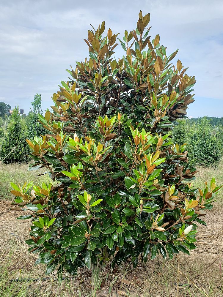 magnolia-grandiflora-little-gem-southern-magnolia