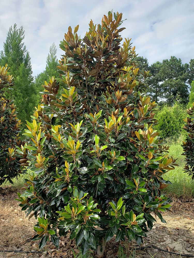 magnolia-grandiflora-little-gem-southern-magnolia