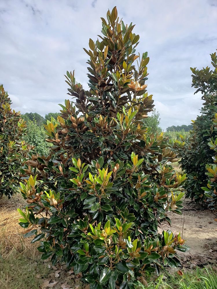 magnolia-grandiflora-little-gem-southern-magnolia