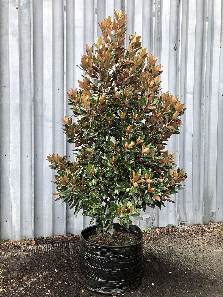 magnolia-grandiflora-little-gem-southern-magnolia