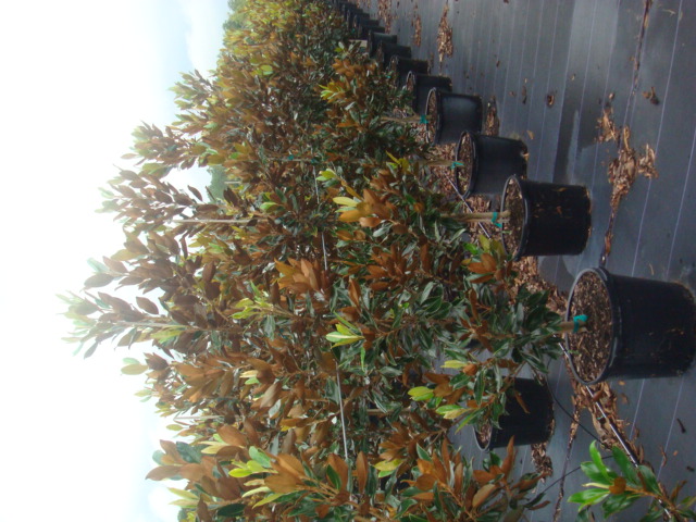 magnolia-grandiflora-little-gem-southern-magnolia