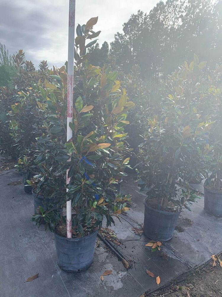 magnolia-grandiflora-little-gem-southern-magnolia