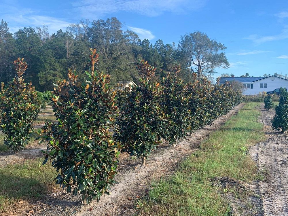 magnolia-grandiflora-little-gem-southern-magnolia