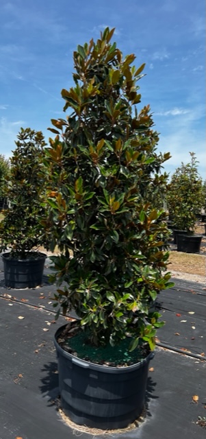 magnolia-grandiflora-little-gem-southern-magnolia