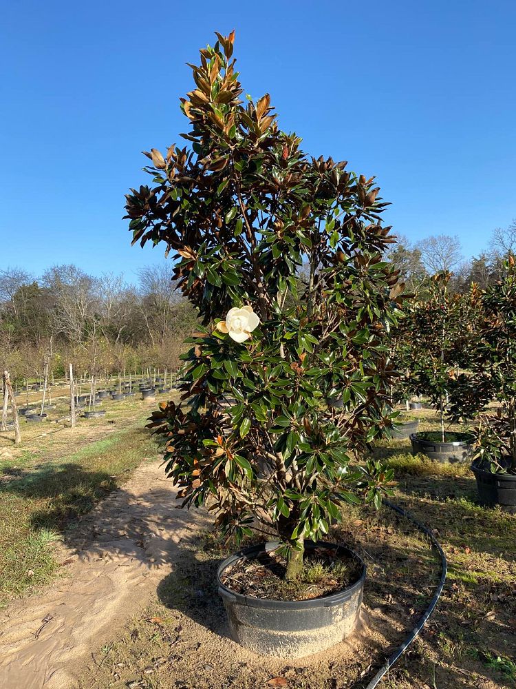 magnolia-grandiflora-little-gem-southern-magnolia