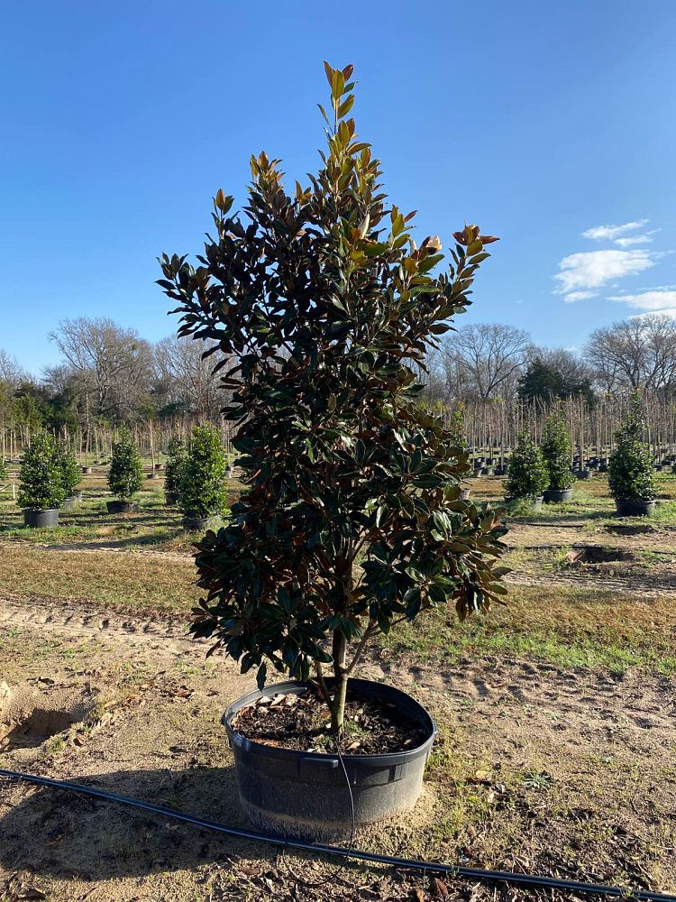 magnolia-grandiflora-little-gem-southern-magnolia