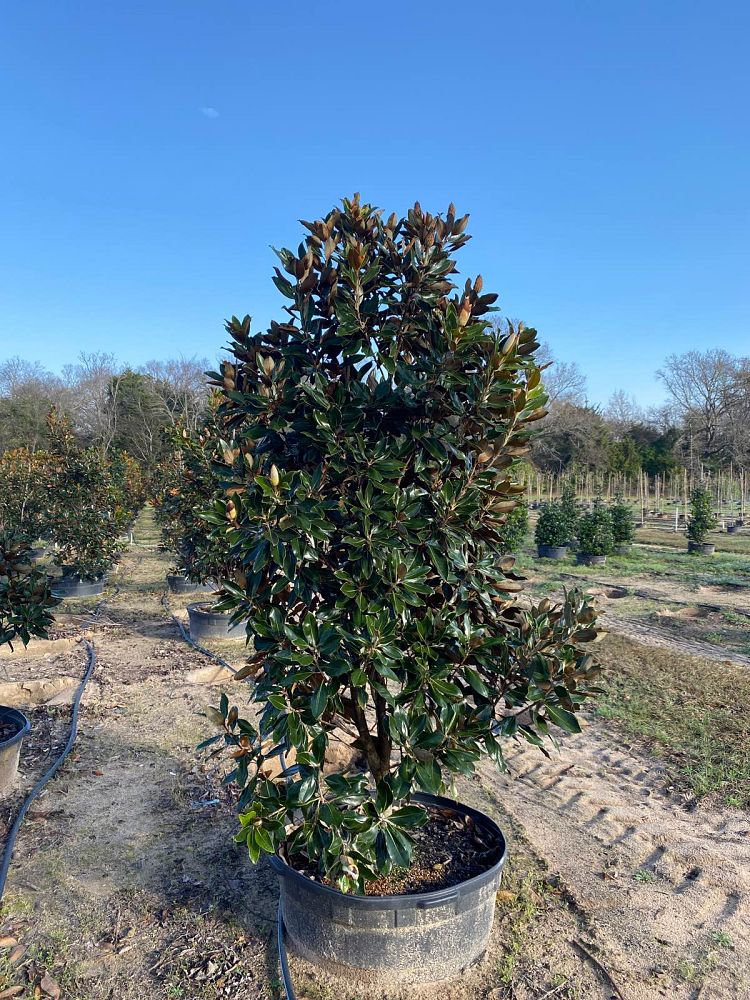magnolia-grandiflora-little-gem-southern-magnolia