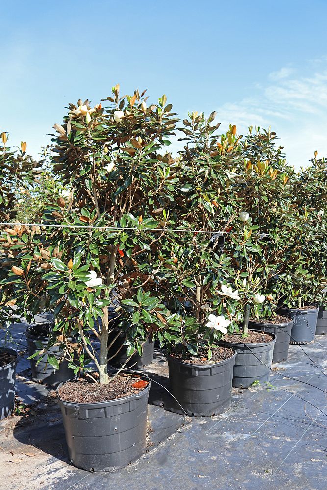 magnolia-grandiflora-little-gem-southern-magnolia