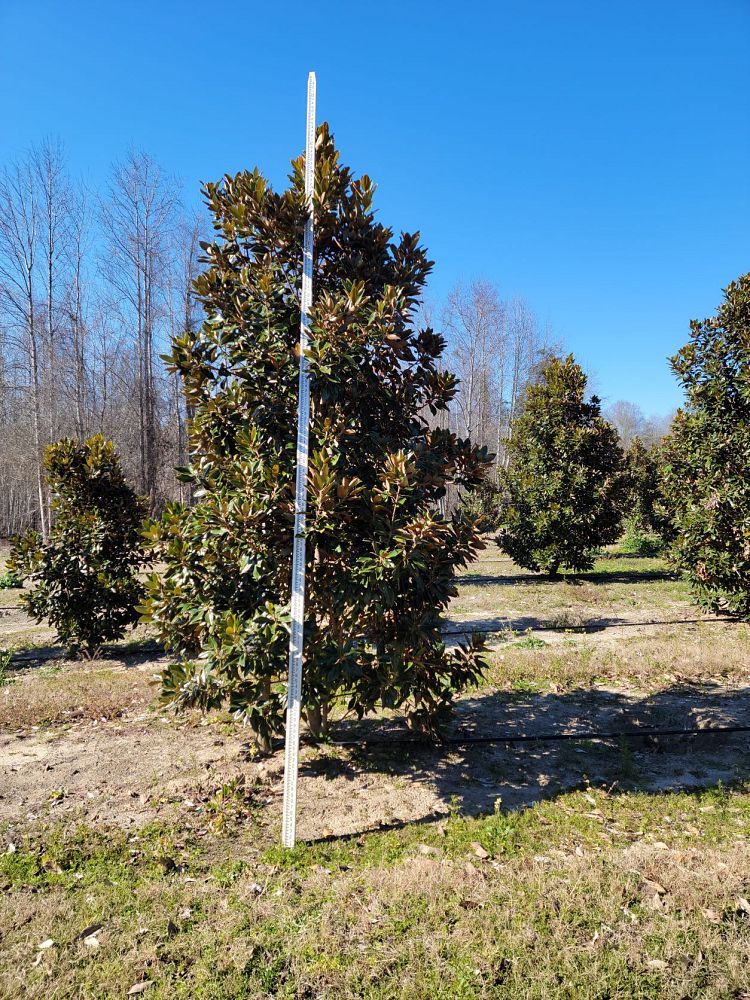 magnolia-grandiflora-little-gem-southern-magnolia