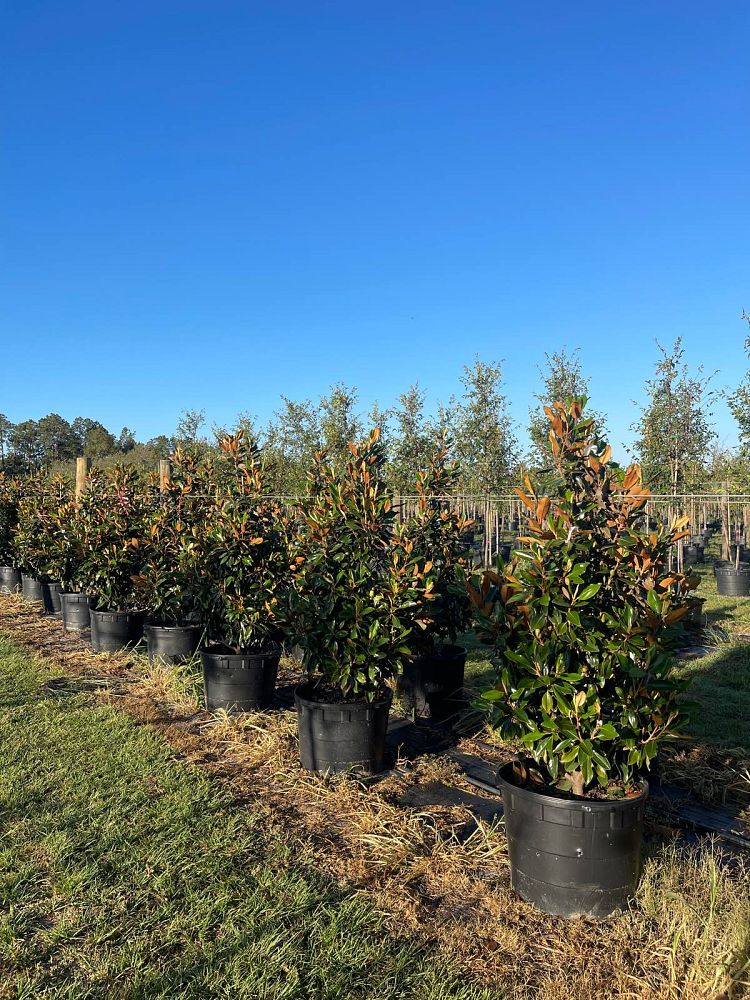 magnolia-grandiflora-little-gem-southern-magnolia