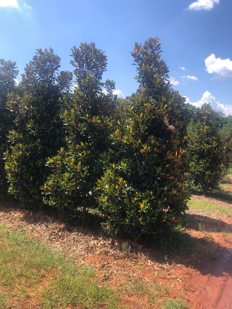 magnolia-grandiflora-little-gem-southern-magnolia