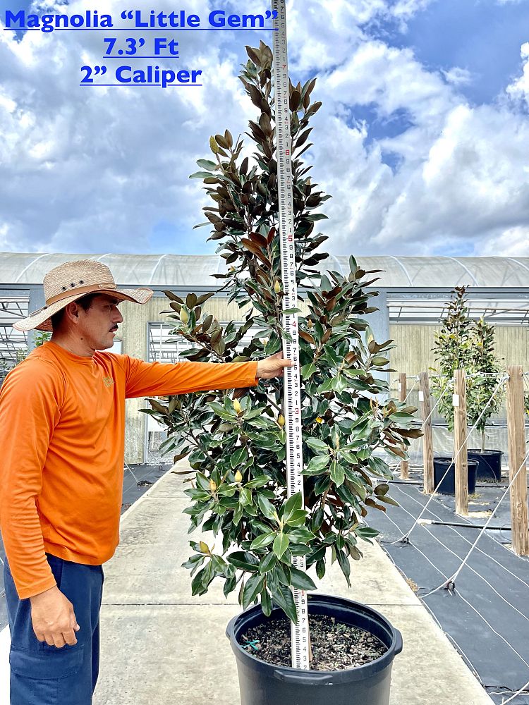 magnolia-grandiflora-little-gem-southern-magnolia