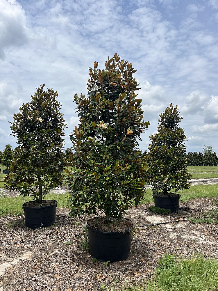 magnolia-grandiflora-little-gem-southern-magnolia