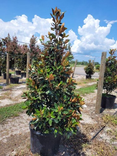 magnolia-grandiflora-little-gem-southern-magnolia