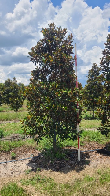magnolia-grandiflora-little-gem-southern-magnolia