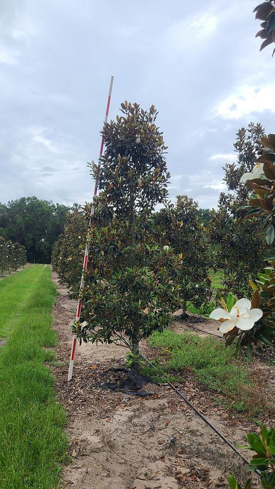 magnolia-grandiflora-little-gem-southern-magnolia