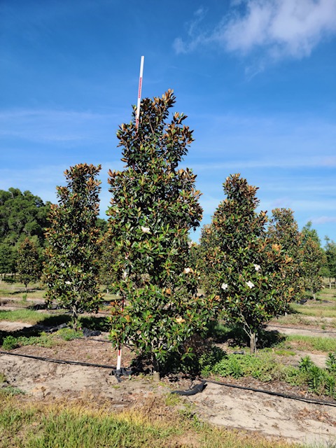 magnolia-grandiflora-little-gem-southern-magnolia
