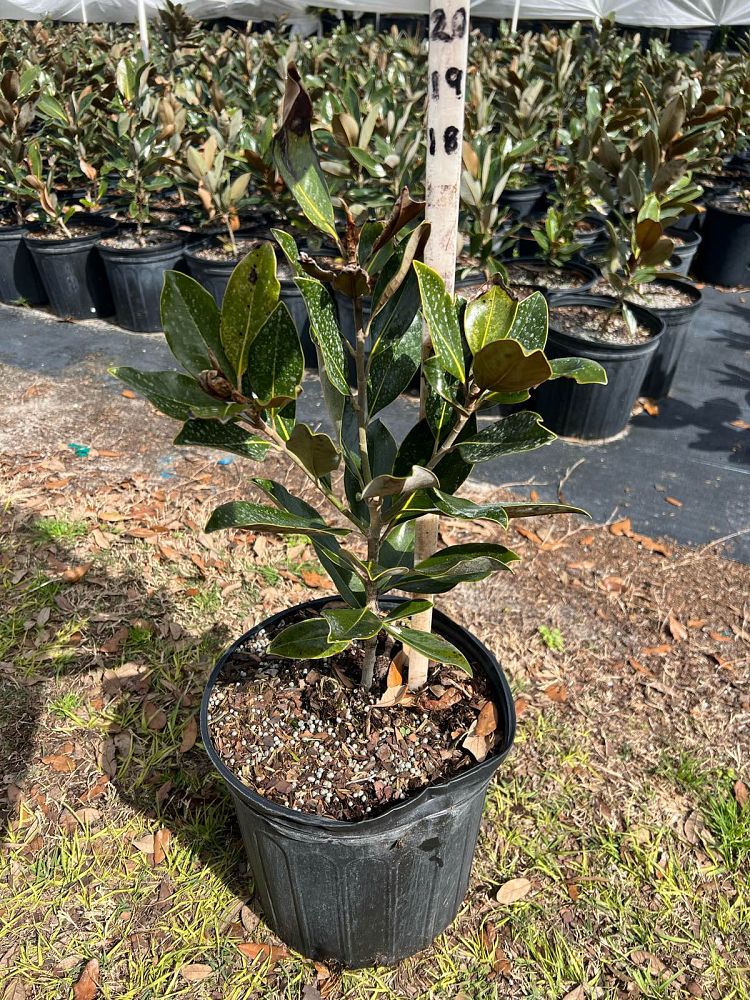 magnolia-grandiflora-little-gem-southern-magnolia
