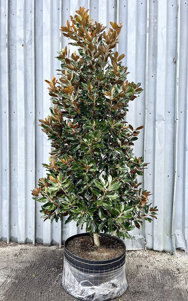 magnolia-grandiflora-little-gem-southern-magnolia
