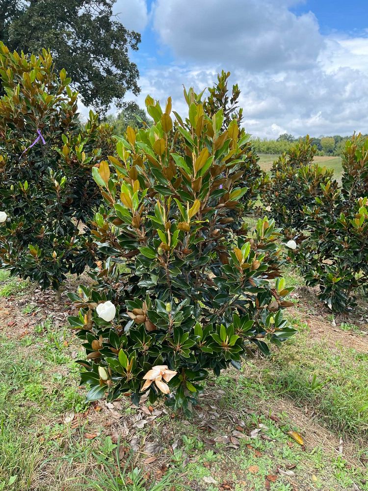 magnolia-grandiflora-little-gem-southern-magnolia