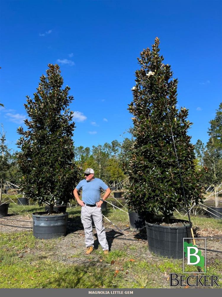 magnolia-grandiflora-little-gem-southern-magnolia