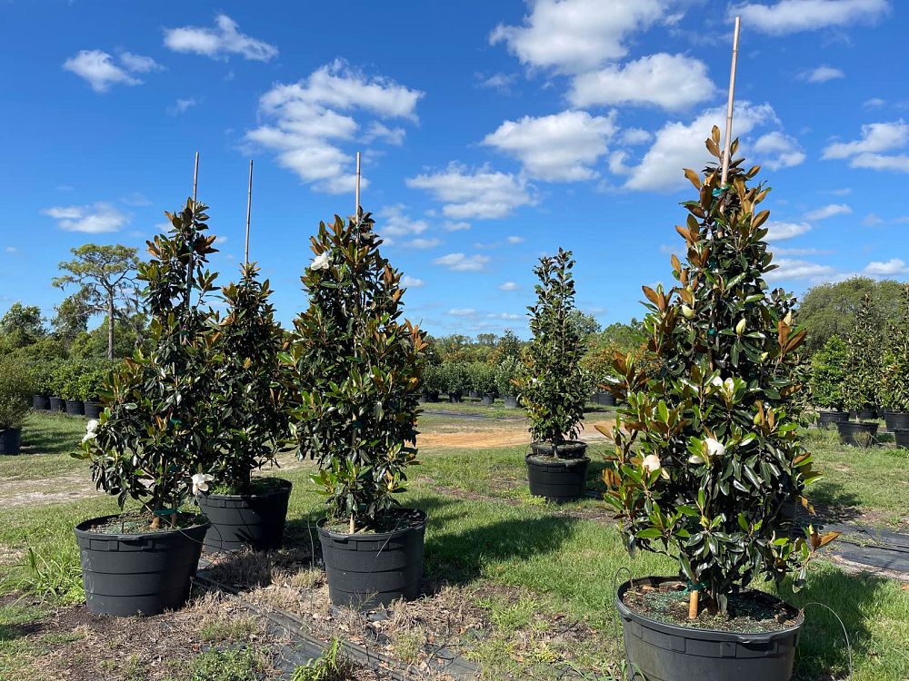 magnolia-grandiflora-little-gem-southern-magnolia