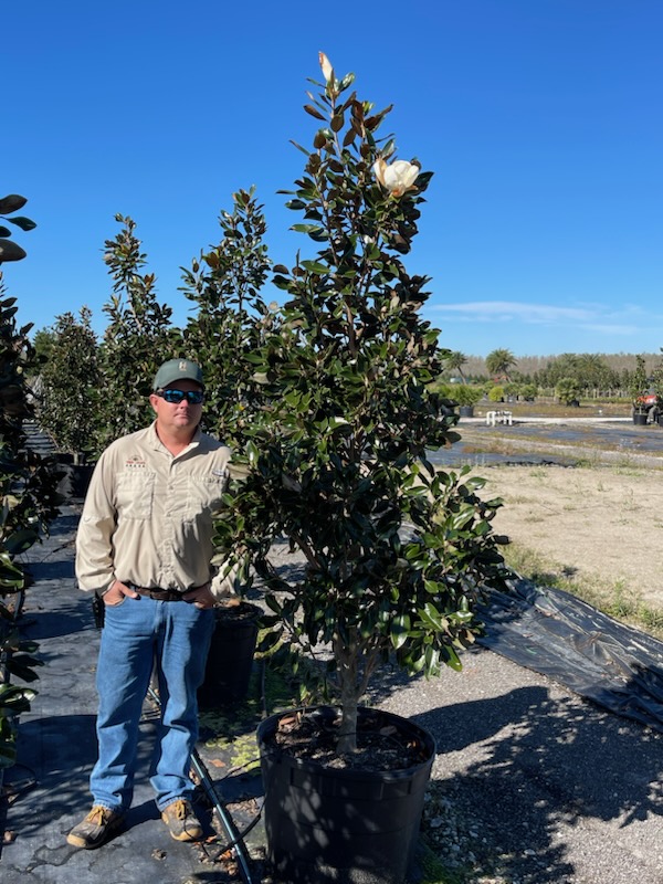 magnolia-grandiflora-little-gem-southern-magnolia