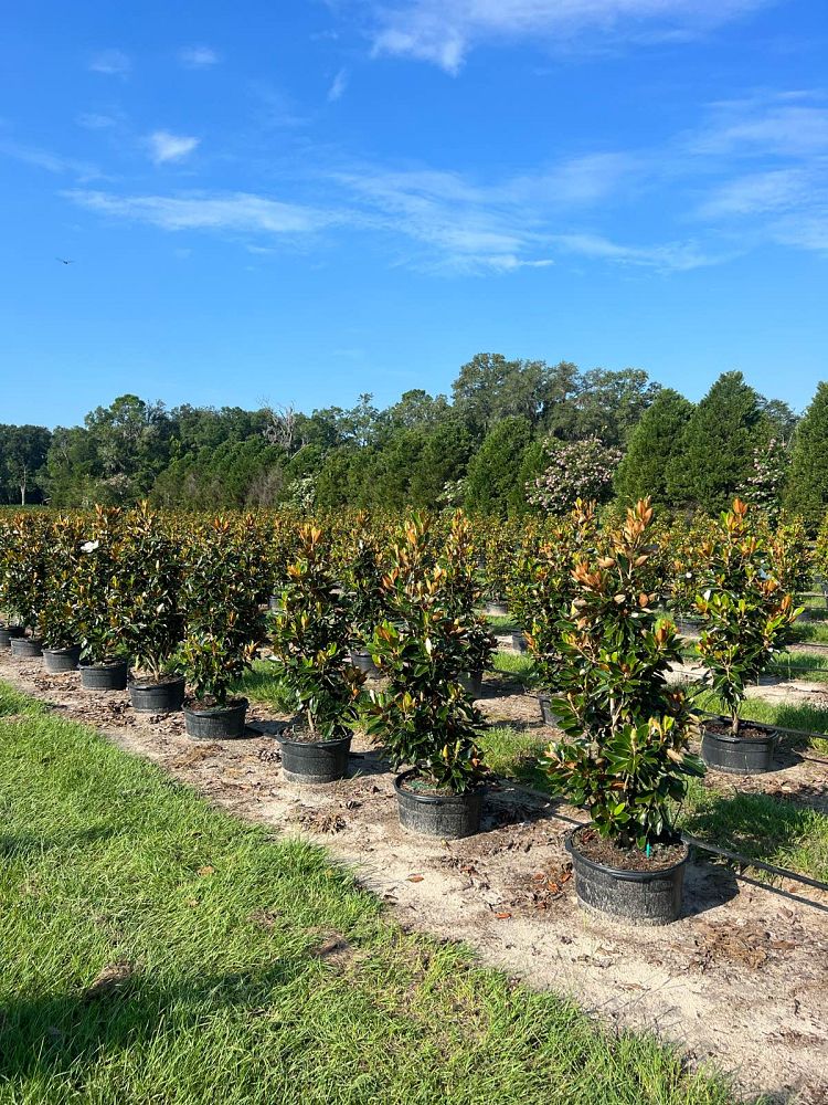 magnolia-grandiflora-little-gem-southern-magnolia