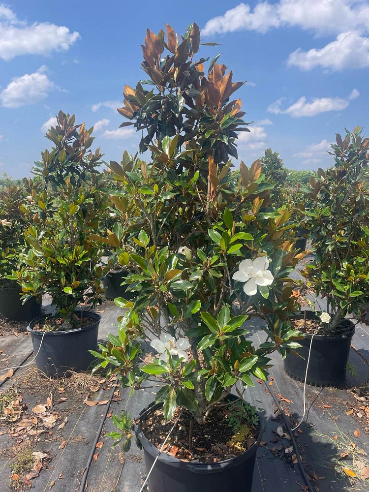magnolia-grandiflora-little-gem-southern-magnolia