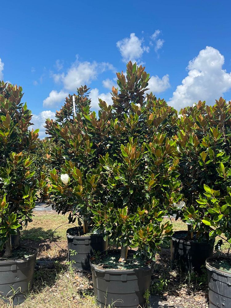 magnolia-grandiflora-little-gem-southern-magnolia