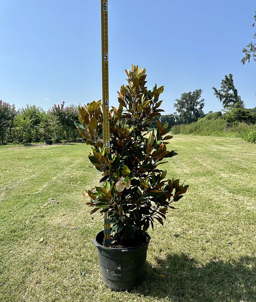 magnolia-grandiflora-little-gem-southern-magnolia