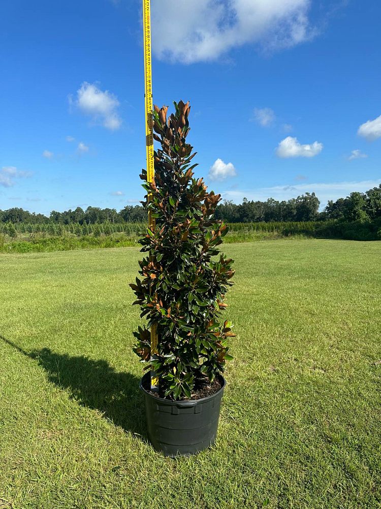 magnolia-grandiflora-little-gem-southern-magnolia
