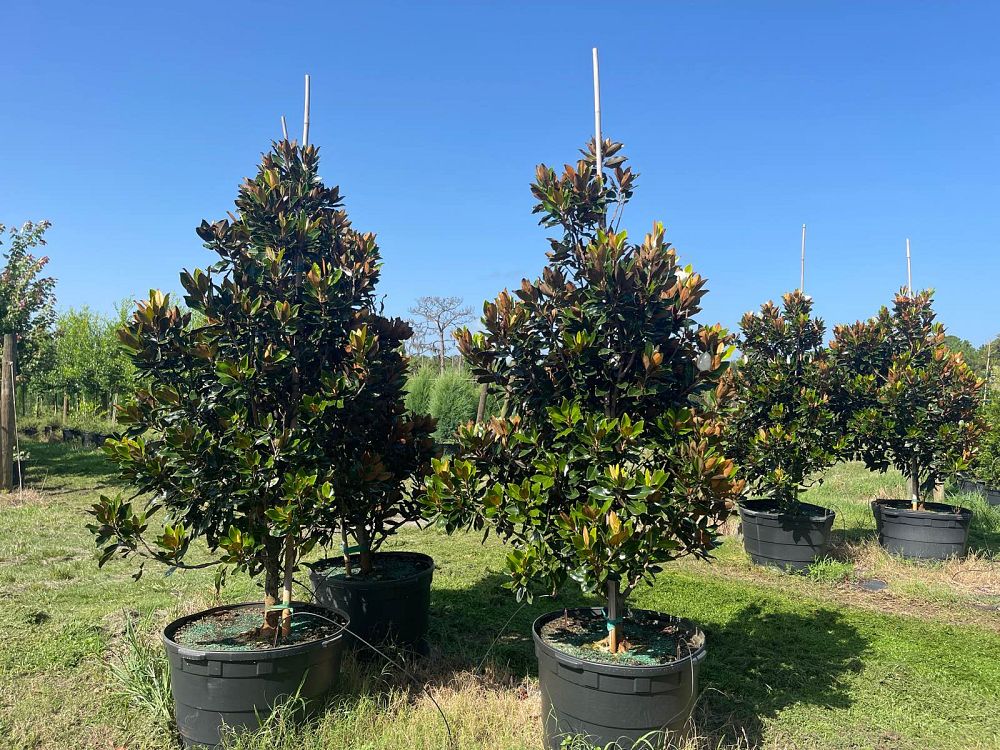 magnolia-grandiflora-little-gem-southern-magnolia