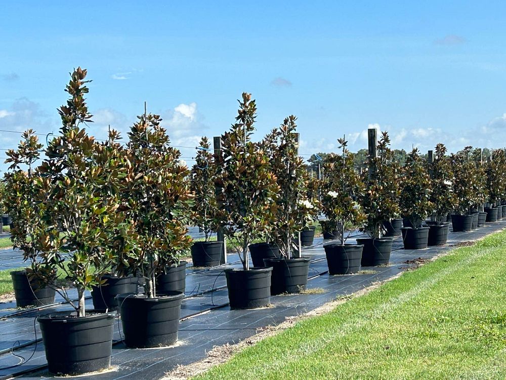 magnolia-grandiflora-little-gem-southern-magnolia