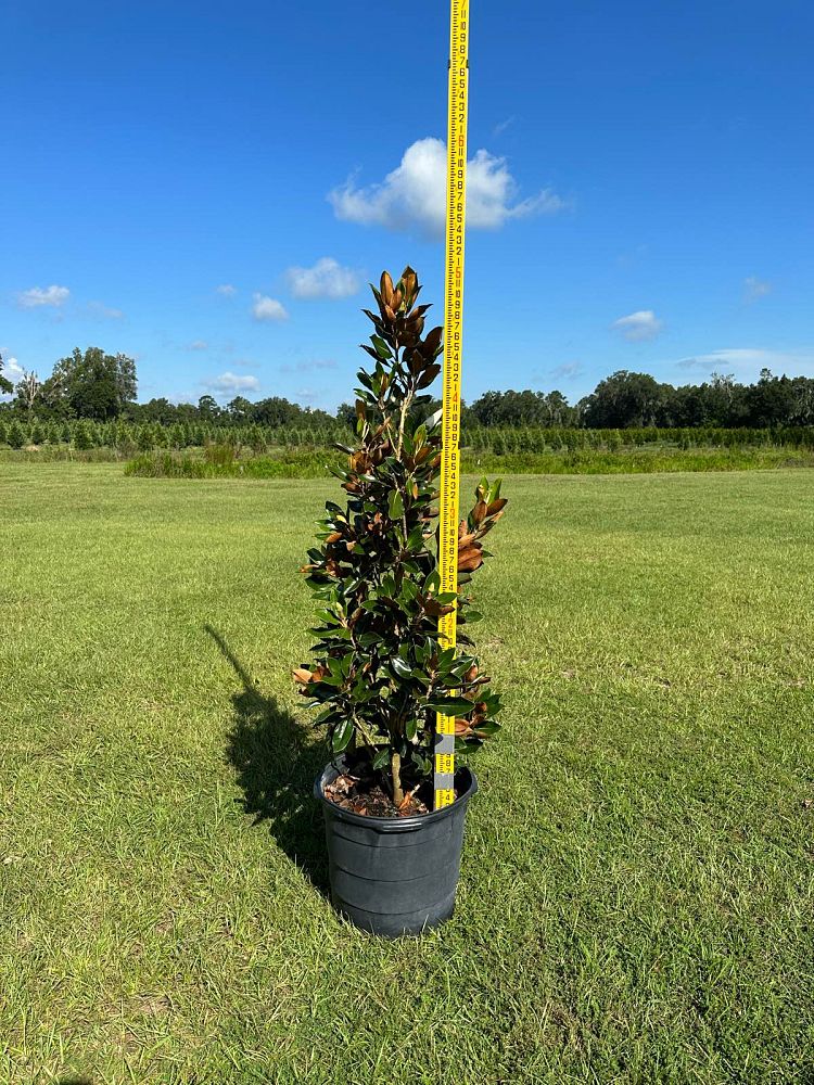 magnolia-grandiflora-little-gem-southern-magnolia