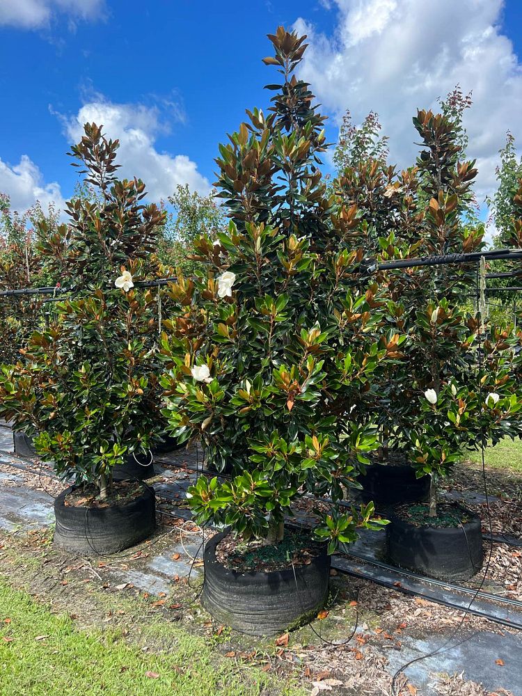 magnolia-grandiflora-little-gem-southern-magnolia