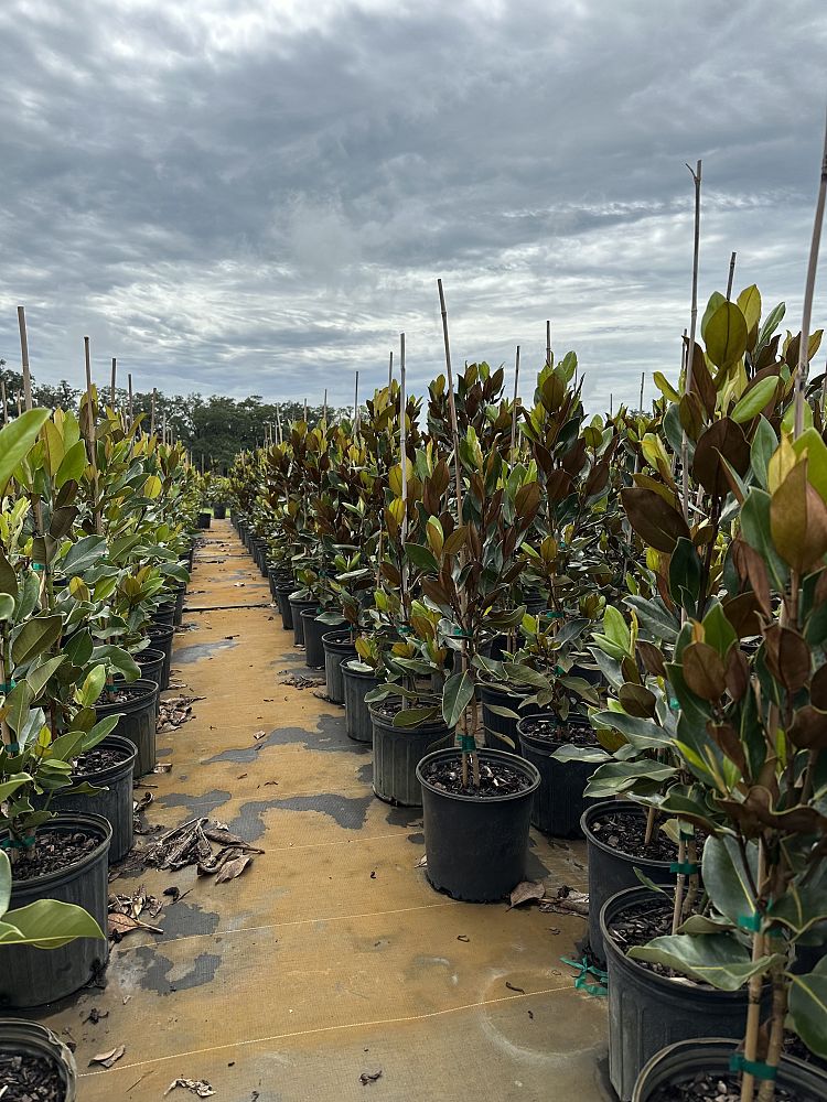 magnolia-grandiflora-little-gem-southern-magnolia