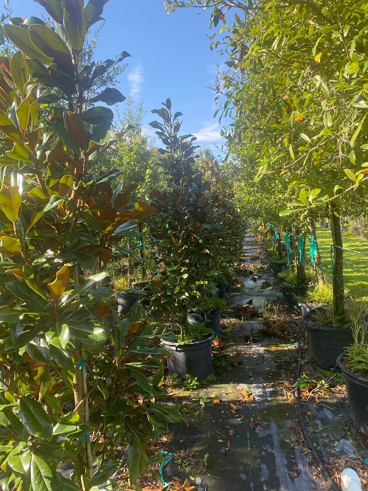 magnolia-grandiflora-little-gem-southern-magnolia