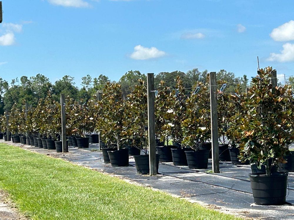 magnolia-grandiflora-little-gem-southern-magnolia