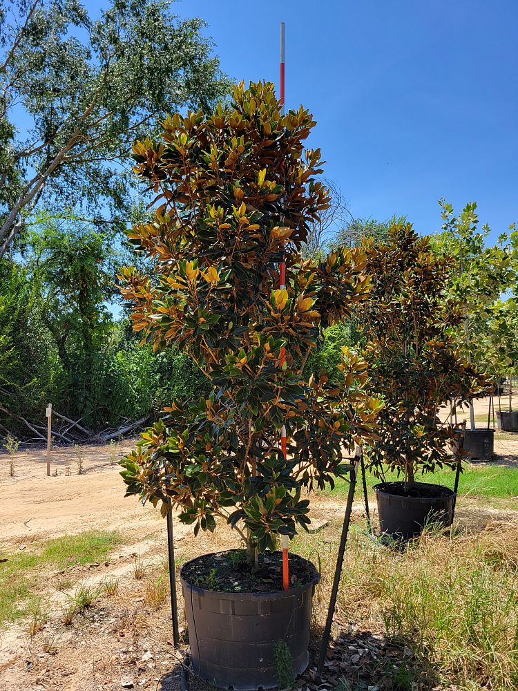 magnolia-grandiflora-little-gem-southern-magnolia