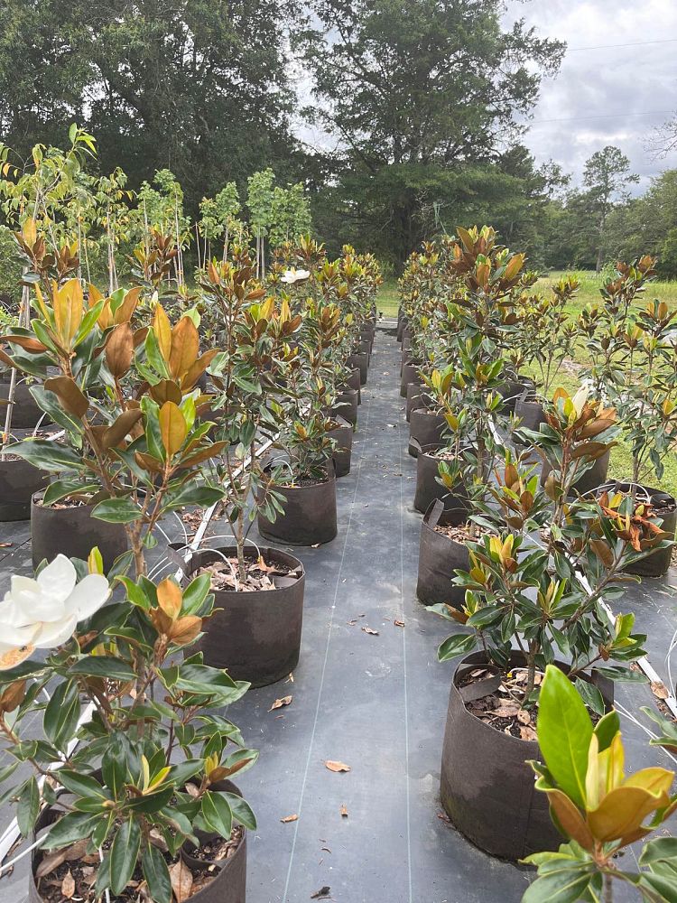 magnolia-grandiflora-little-gem-southern-magnolia