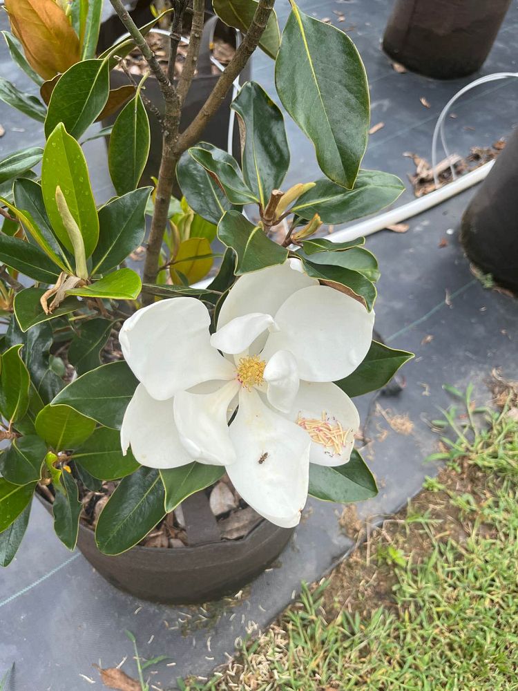 magnolia-grandiflora-little-gem-southern-magnolia