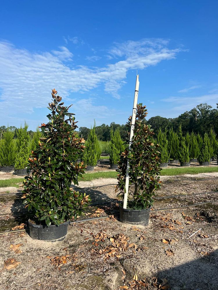 magnolia-grandiflora-little-gem-southern-magnolia