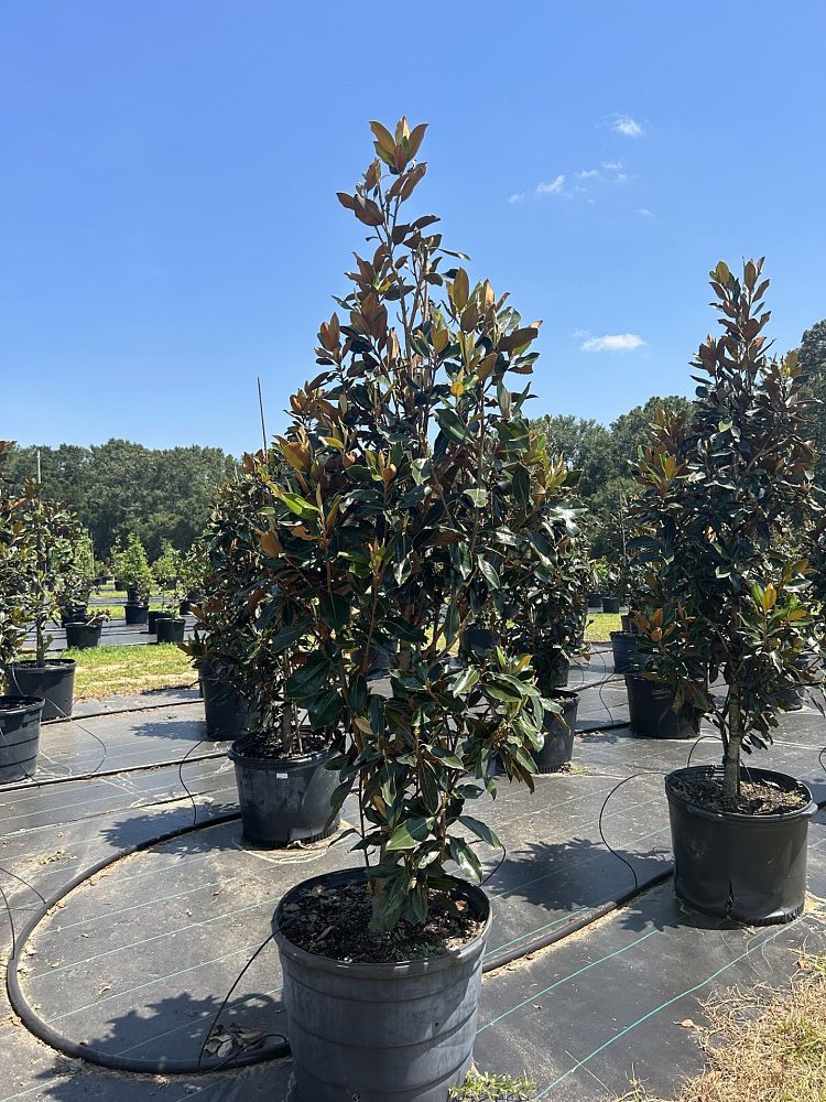 magnolia-grandiflora-little-gem-southern-magnolia