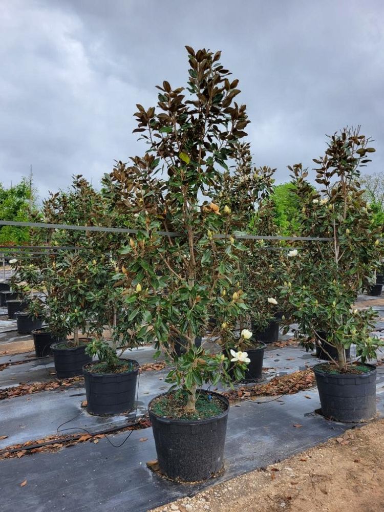 magnolia-grandiflora-little-gem-southern-magnolia