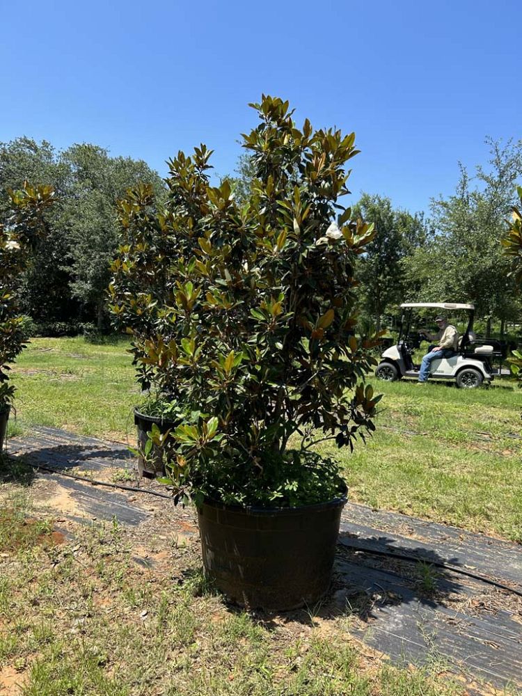 magnolia-grandiflora-little-gem-southern-magnolia