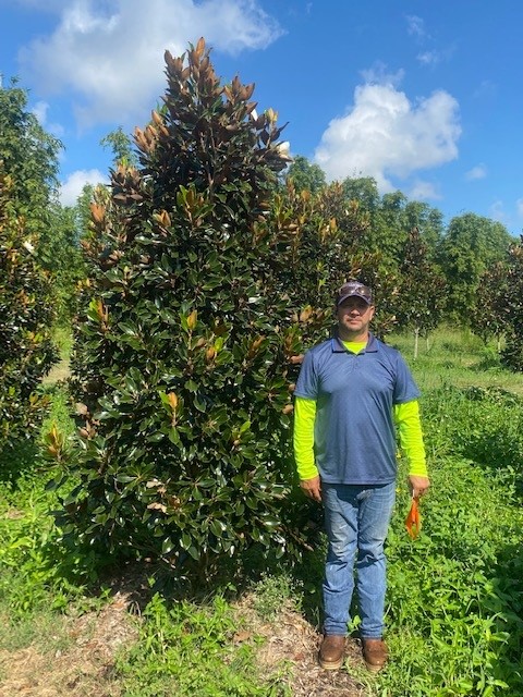 magnolia-grandiflora-little-gem-southern-magnolia